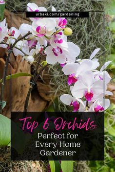 the top 6 orchids perfect for every home gardener