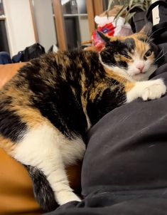 a calico cat laying on top of a black blanket next to a brown couch