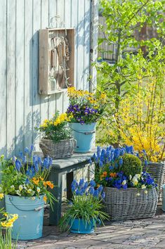 several blue buckets filled with flowers sitting on top of a wooden bench next to a building