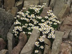 a bunch of white flowers growing out of some rocks