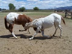 two brown and white horses standing on top of a dirt field next to each other