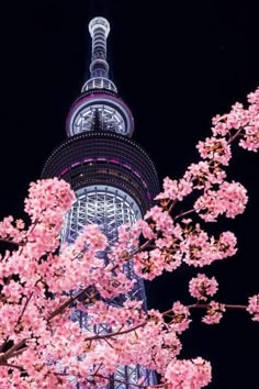 pink flowers are blooming in front of the tokyo tower at night time, japan