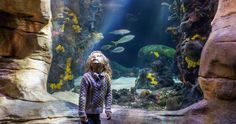 Tickets · Tennessee Aquarium Nashville At Night, Sea Life Aquarium, Nashville Downtown, Things To Do In Nashville, To Do In Nashville, Music Row, Ghost Tour, Helicopter Tour