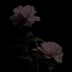 two pink roses in a vase on a black background