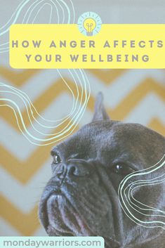 How Anger Affects Your Wellbeing French Bulldog, How Are You Feeling