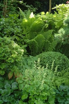 some plants and trees in the middle of a garden with lots of green leaves on it