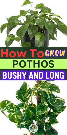 Pothos Plant Care | Indoor Plant Problems -Pothos growth rate factors -How To Grow Pothos Fast
-Tips for growing bushy Pothos
-Pothos rapid growth techniques
-Cultivating long and lush Pothos
-Pothos growth speed and care
-Encouraging bushier Pothos plants
-Strategies for faster Pothos growth
-Pruning methods for fuller Pothos
-Fertilizing for optimal Pothos growth
-Pothos propagation for bushiness
-Ideal soil mix for growing Pothos
-Light exposure for fast-growing Pothos Long Pothos, Inside House Plants, Plants House, Snake Plant Care, Florida Plants