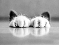 a black and white photo of a cat's paw resting on the floor with its eyes closed