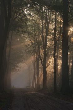 the sun shines through the trees on a foggy day