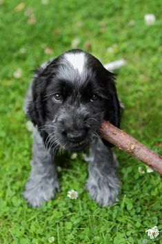 a black and white puppy holding a stick in its mouth