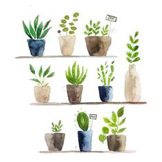 watercolor painting of plants on shelves with signs in the bottom right corner and below