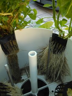 some plants are growing in a potted planter and it is being used as a hair dryer