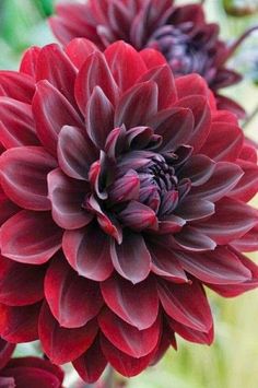 a close up of a large red flower