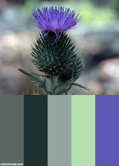 a purple flower with green leaves in the foreground and a color swatter below it