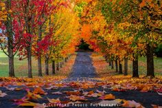 an autumn scene with leaves on the ground and trees lining the road in the background