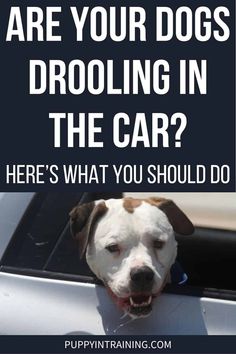 a dog sticking its head out the window of a car with text that reads are your dogs drooling in the car? here's what you should do