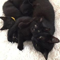 three black kittens cuddle together on a white blanket