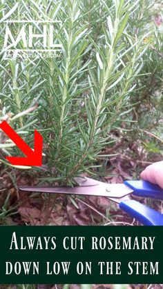 Growing Rosemary, Rosemary Plant, Garden Tattoo, Aesthetic Garden, Astuces Diy, Landscaping Garden, Garden Aesthetic