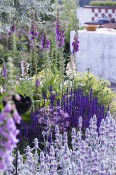 purple flowers and other plants in a garden