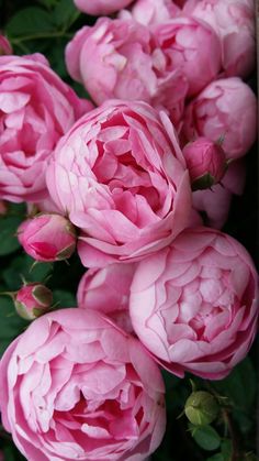 pink flowers are blooming in the garden