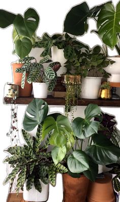 several potted plants are arranged on a shelf