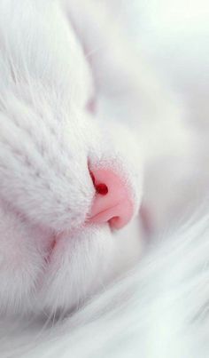 the white cat is sleeping with its head close to it's ear and nose