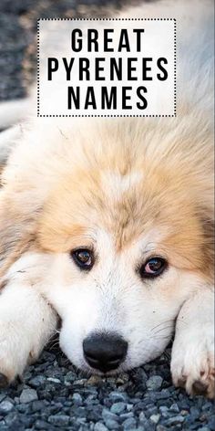 a close up of a dog laying on gravel with the words great pyrness names above it