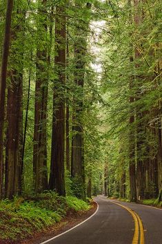 the road is surrounded by tall trees and green grass