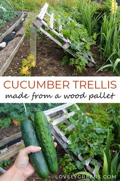 cucumber trellis made from a wood pallet in the garden with text overlay