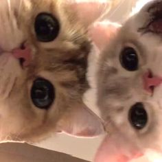 two kittens are looking up at the camera