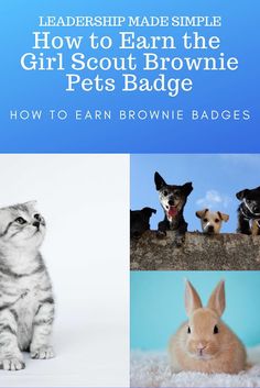 Pet Badge For Brownies, Brownie Girl Scouts Activities, Brownie Pets Badge, Scouts Badges