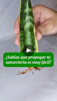 a person holding a cucumber in their hand with the words sabias que propagar tu san severia es muy faci?