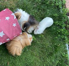 two small dogs laying in the grass with a bag on their back and one dog sleeping next to it