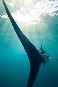 a large fish swimming in the ocean with sun shining through it's water surface