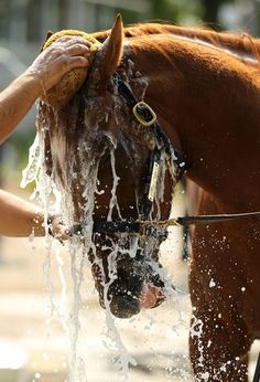 a person washing a horse with water from it's mouth and head, while another hand holds the horse