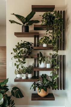 several plants are arranged on wooden shelves in a room