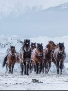 a herd of wild horses running across a snow covered field with mountains in the background