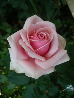 a pink rose with green leaves in the background