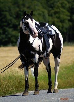 a black and white horse standing on the side of a road