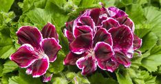 two purple flowers with green leaves in the background