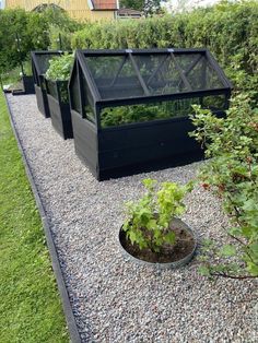 an outdoor garden with several plants growing in the ground and on top of graveled stones