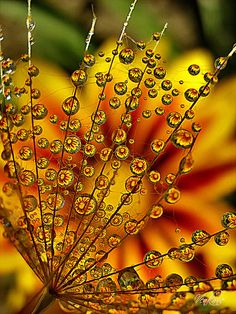 drops of water are on the top of a plant's flower head, with yellow and red flowers in the background