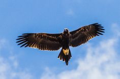 a large bird flying through the air with it's wings spread