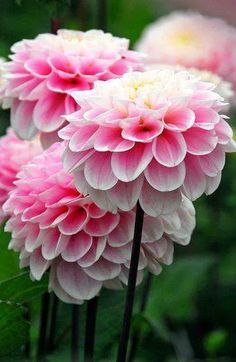 pink and white flowers with green leaves in the background