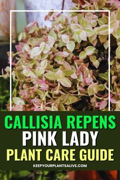 pink lady plant care guide for calistaia repensa's in the garden