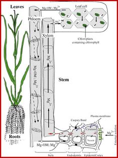 Life Science Notes, Basic Biology, Plant Pathology, Physics Lessons