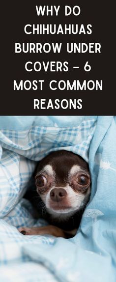 a small dog peeking out from under a blanket with text overlay that reads, why do chihuahuas burrow under covers - 6 most common reasons