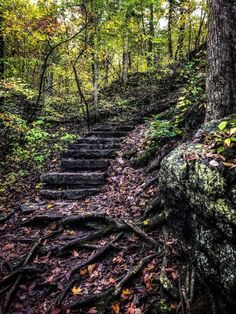 a set of stairs in the middle of a forest with trees and leaves on both sides