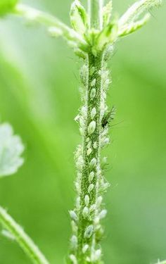 a bug is sitting on a green plant