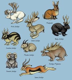 the different types of wild animals are shown in this drawing, which includes an antelope